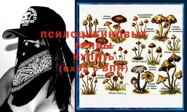 крисы Новокубанск